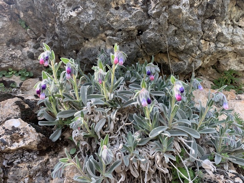 Onosma alborosea — photo