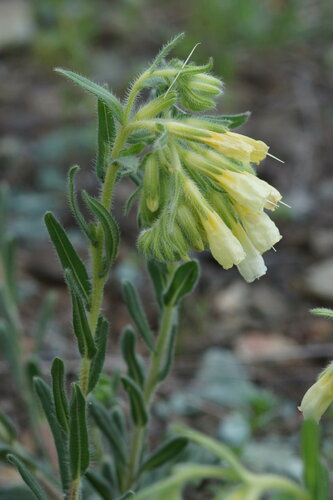 Onosma bornmuelleri — photo