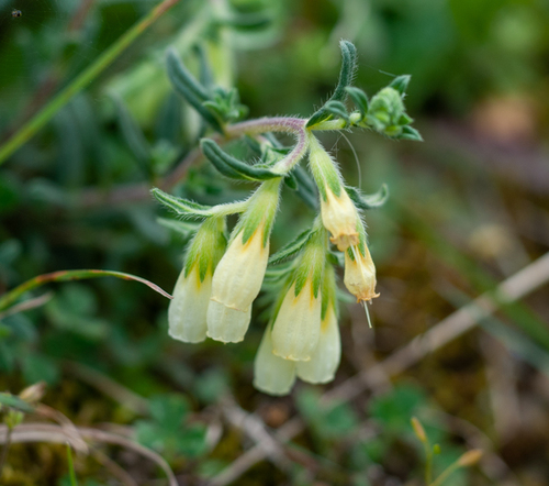Onosma bornmuelleri