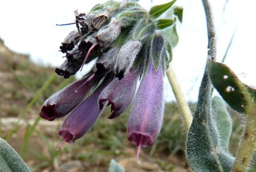 Onosma hookeri — photo