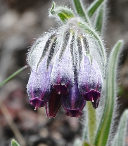 Onosma hookeri — photo