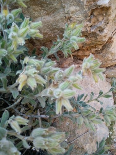 Onosma roussaei — photo