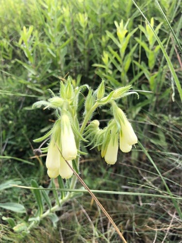 Onosma roussaei — photo