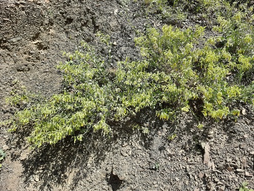 Onosma sericea — photo