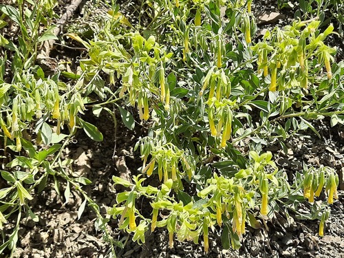 Onosma sericea — photo