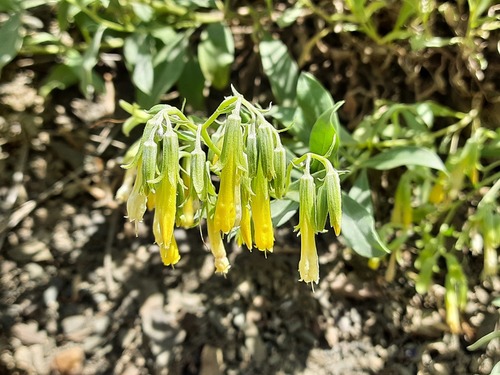 Onosma sericea