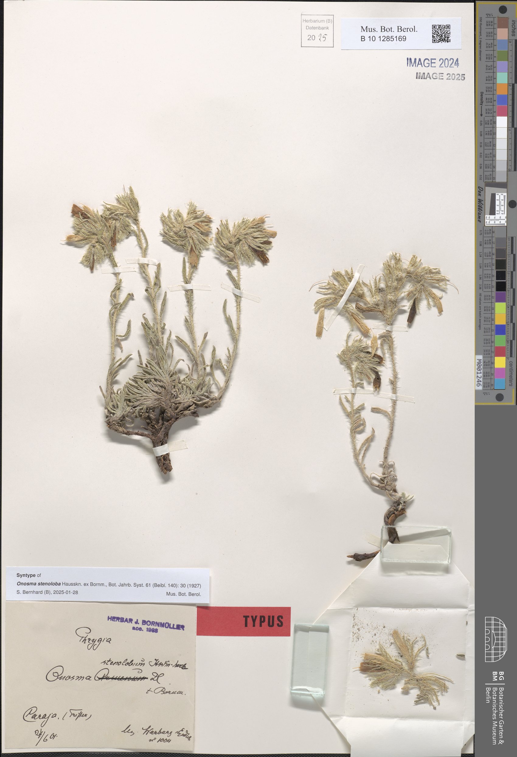Onosma stenoloba