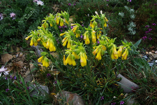 Onosma taurica