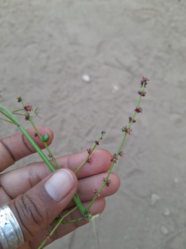 Operculicarya gummifera — photo