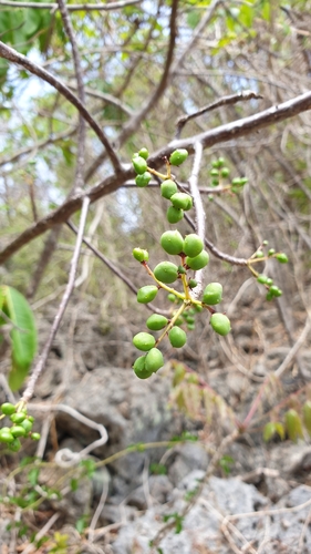Operculicarya gummifera