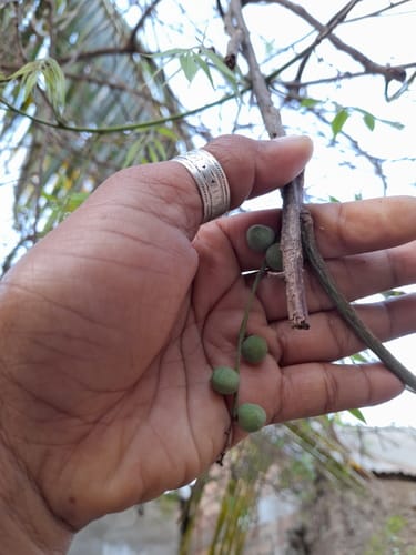 Operculicarya gummifera — photo