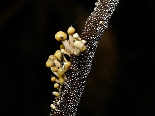 Ophiocordyceps robertsii (Vegetable caterpillar fungus) — photo