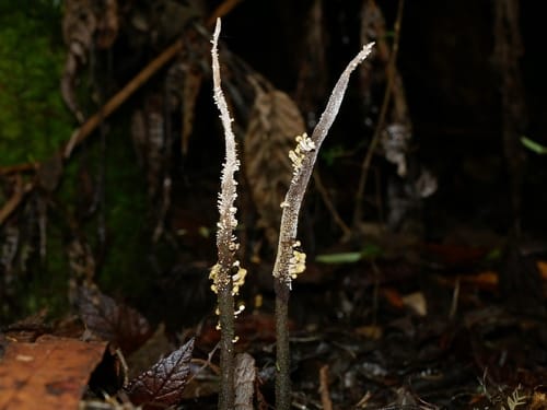 Ophiocordyceps robertsii (Vegetable caterpillar fungus) — photo