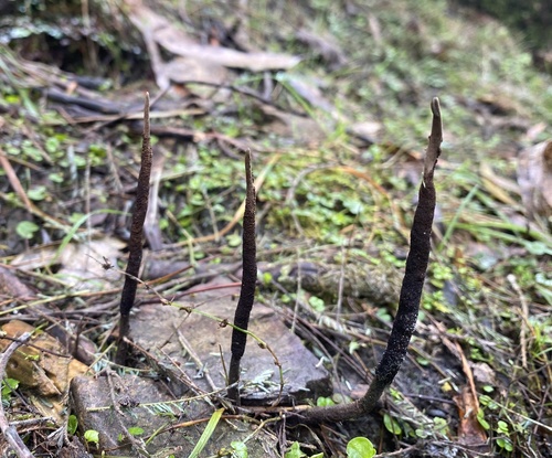 Ophiocordyceps robertsii