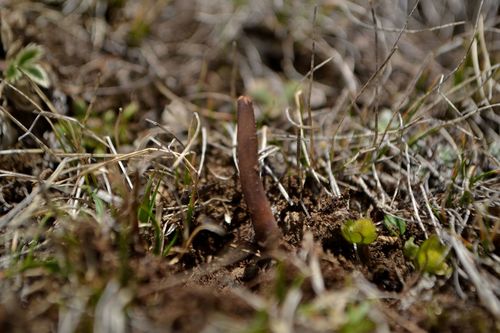 Ophiocordyceps sinensis — photo