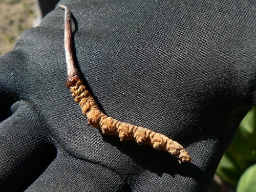 Ophiocordyceps sinensis — photo