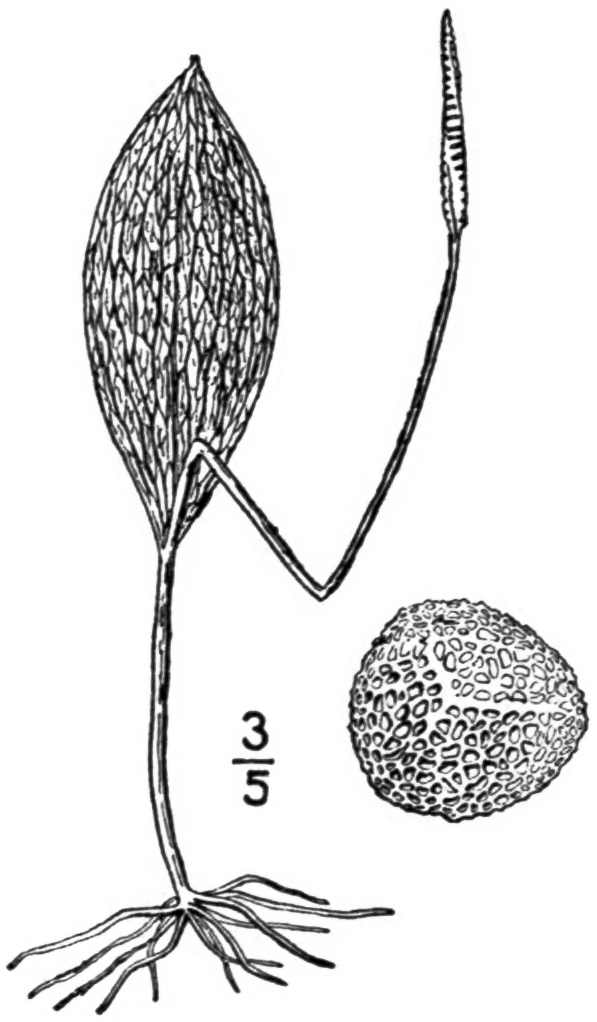 Ophioglossum engelmannii