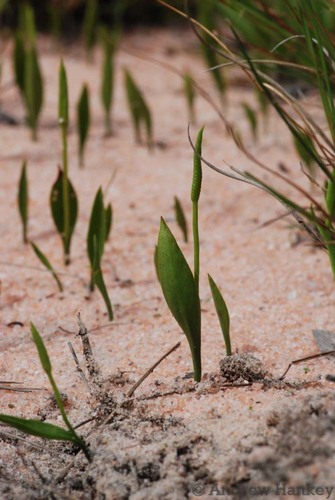 Ophioglossum lusoafricanum (Adder's tongue) — photo