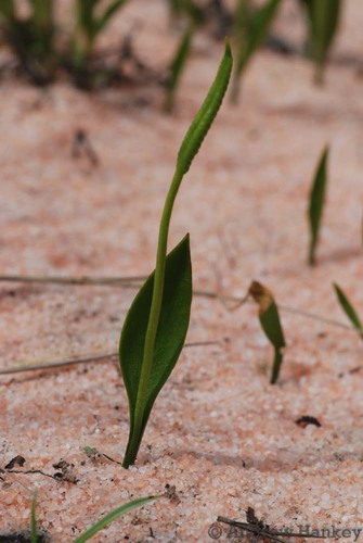 Ophioglossum lusoafricanum