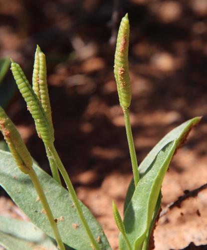 Ophioglossum polyphyllum — photo