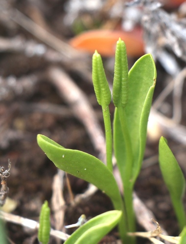 Ophioglossum polyphyllum — photo