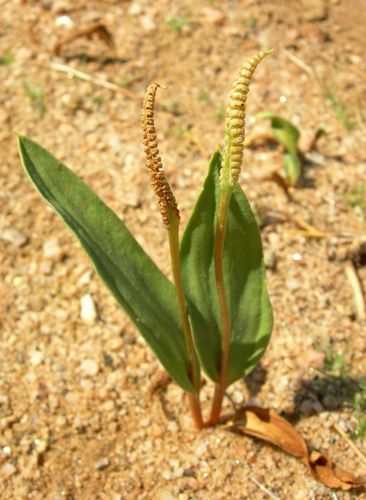 Ophioglossaceae