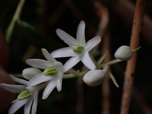 Ophiopogon intermedius — photo
