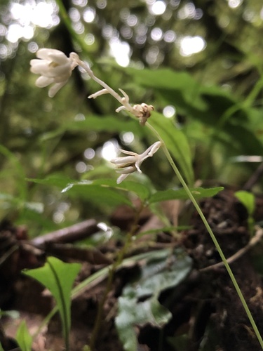 Ophiopogon intermedius — photo
