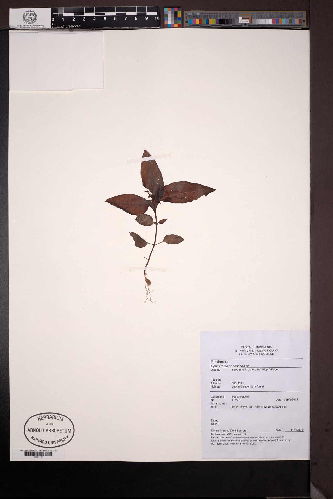 Ophiorrhiza canescens — photo