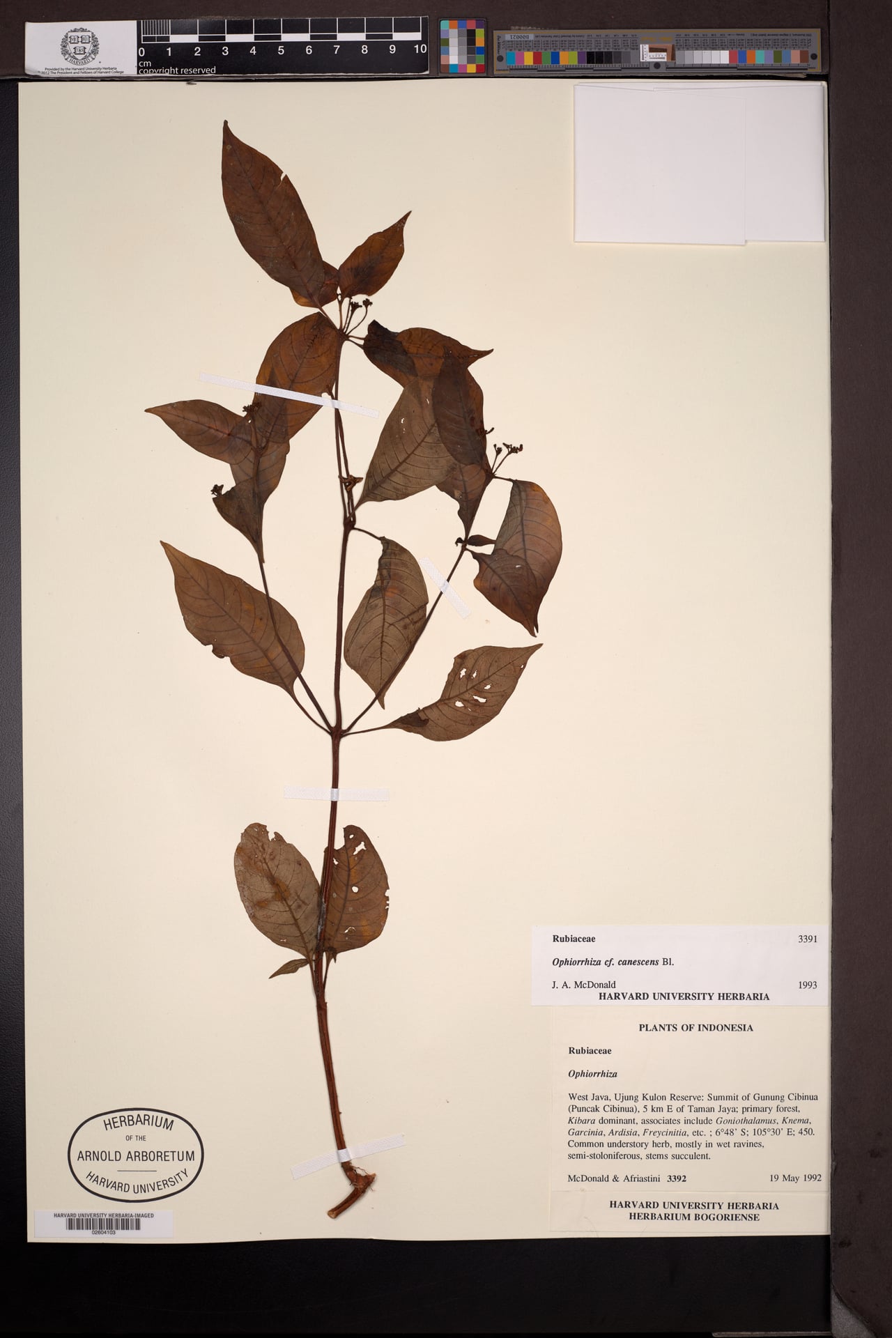 Ophiorrhiza canescens — photo