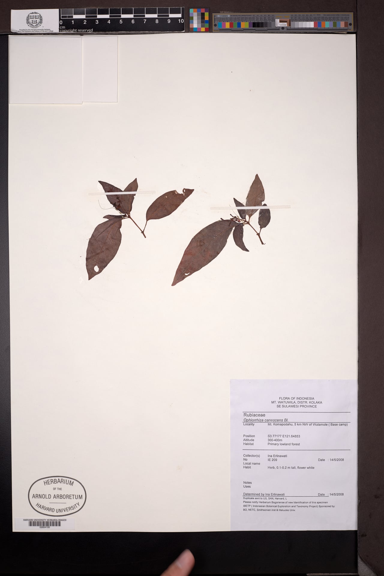 Ophiorrhiza canescens
