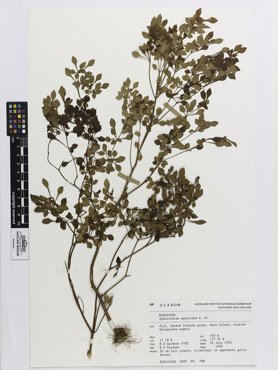 Ophiorrhiza peploides