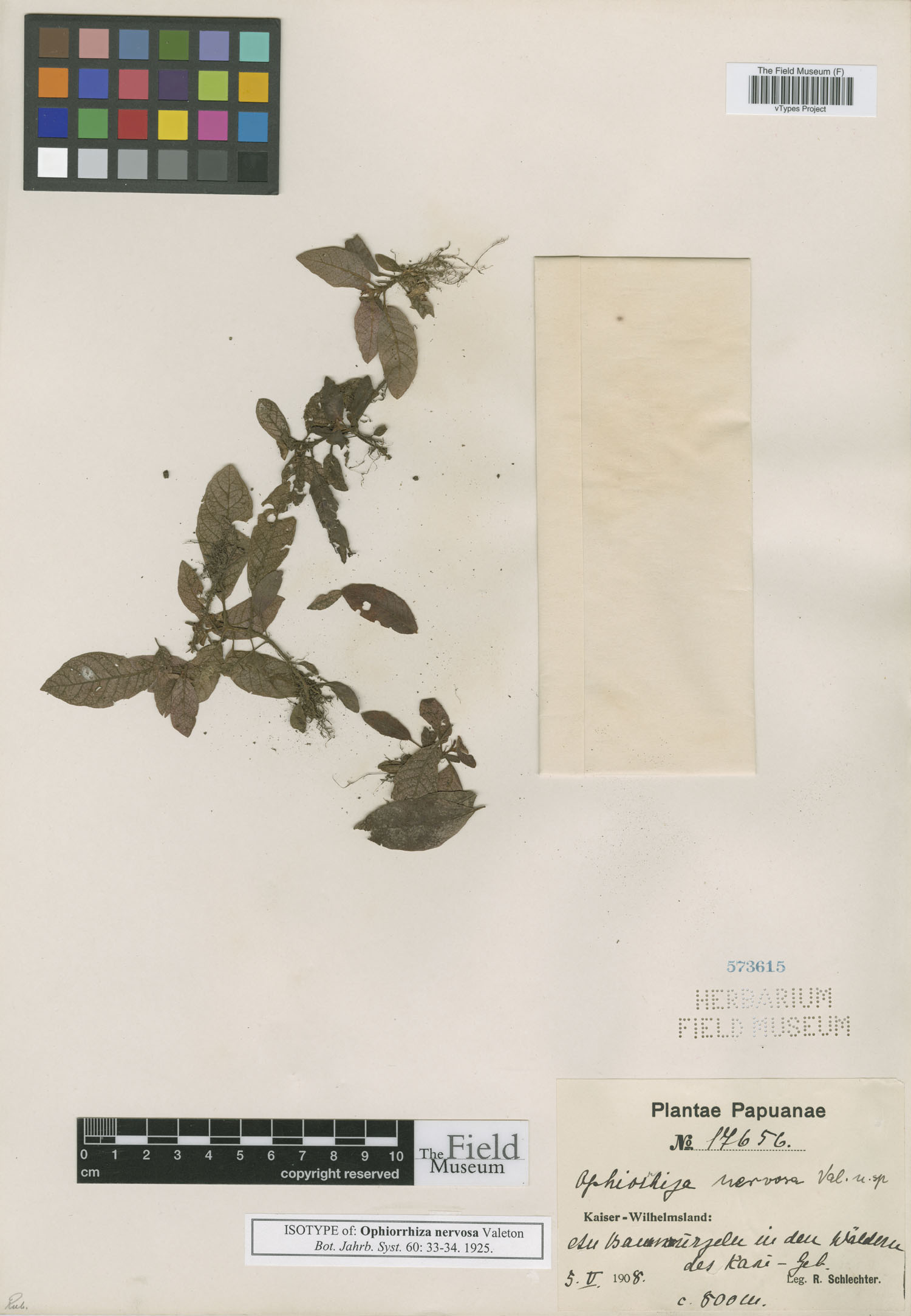 Ophiorrhiza valetonii