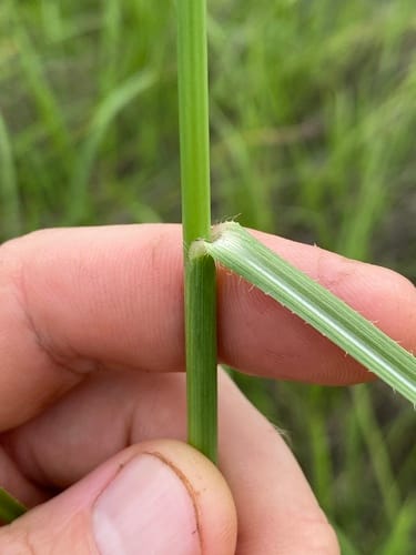 Ophiuros exaltatus (Rice grass) — photo