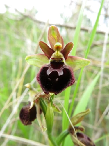 Ophrys argolica (Late spider orchid) — photo