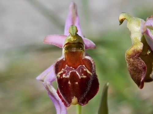 Ophrys argolica