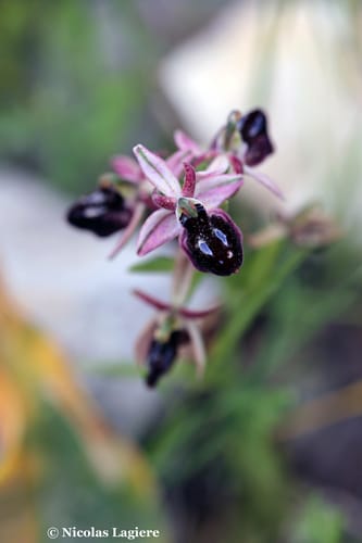 Ophrys ferrum-equinum (Koyungozu) — photo
