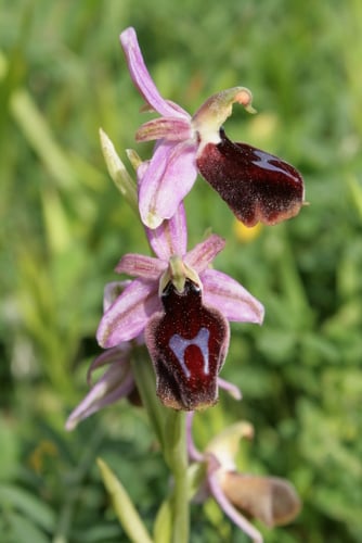 Ophrys ferrum-equinum