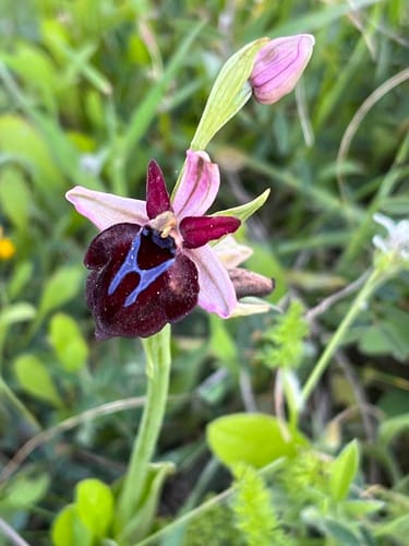 Ophrys ferrum-equinum (Koyungozu) — photo