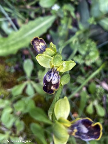 Ophrys fusca (Kedigozu) — photo