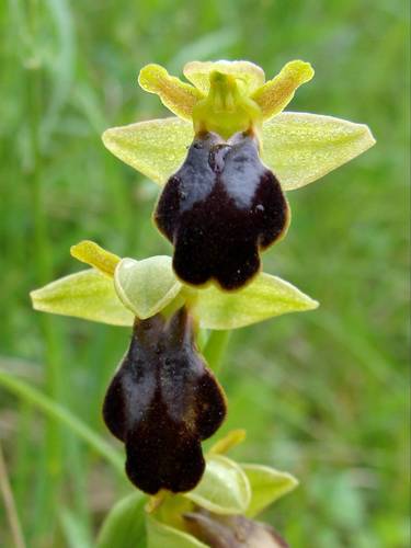 Ophrys fusca