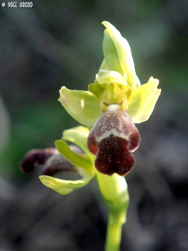 Ophrys omegaifera — photo