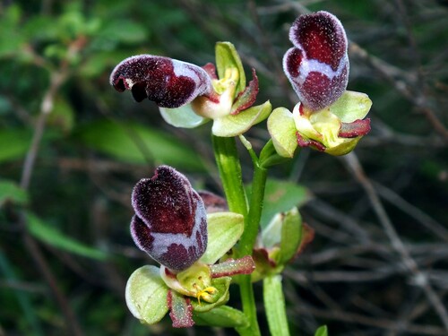 Ophrys omegaifera — photo