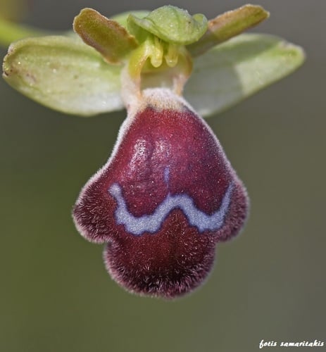 Ophrys omegaifera