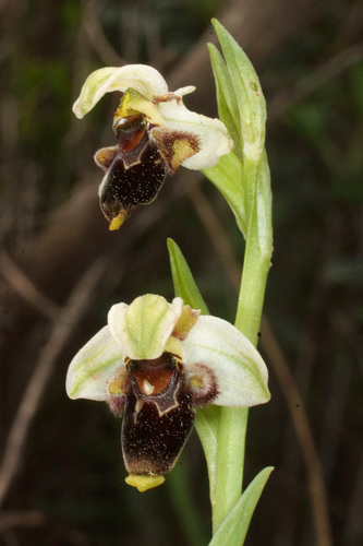 Ophrys umbilicata — photo