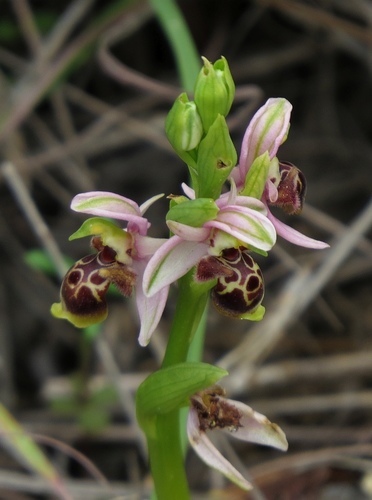 Ophrys umbilicata — photo