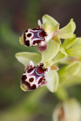 Ophrys umbilicata