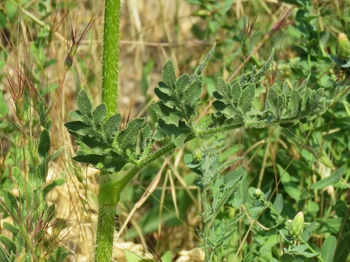 Opopanax hispidus (Opopanax) — photo
