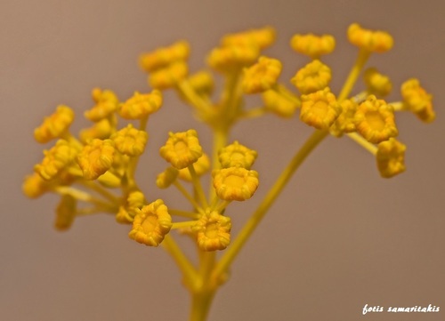 Opopanax hispidus (Opopanax) — photo