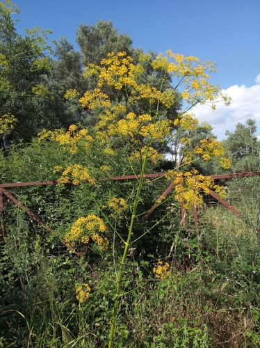 Opopanax hispidus